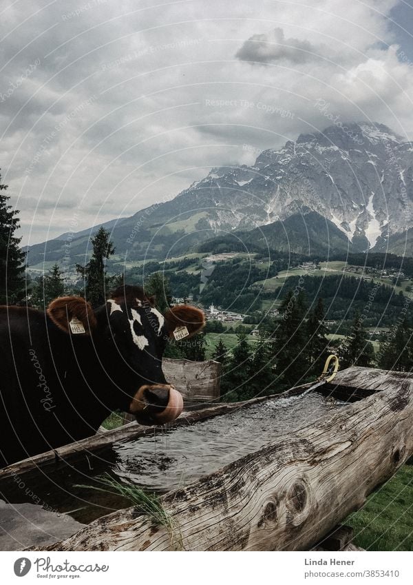 Cow in front of mountain panorama, scooping the water with its tongue Water water trough Tongue Alps mountains mountain range Green Hill meadows Landscape