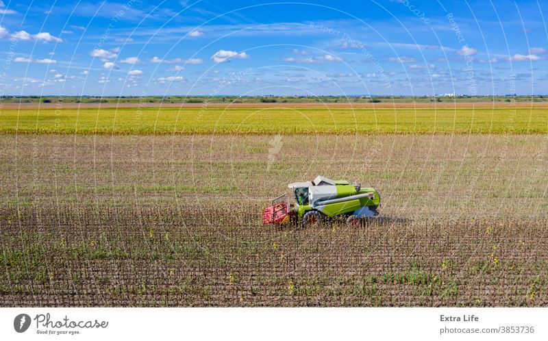 Aerial view of combine, harvester machine harvest ripe sunflower Above Agricultural Agriculture Agronomy Cereal Combine Country Crop Cultivated Cultivation Cut