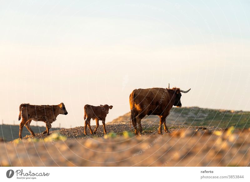 Coat and calf gazing on pasture at sunset cow animal bull brown cattle nature farm field grass agriculture rural livestock mammal herd beef horn farming grazing