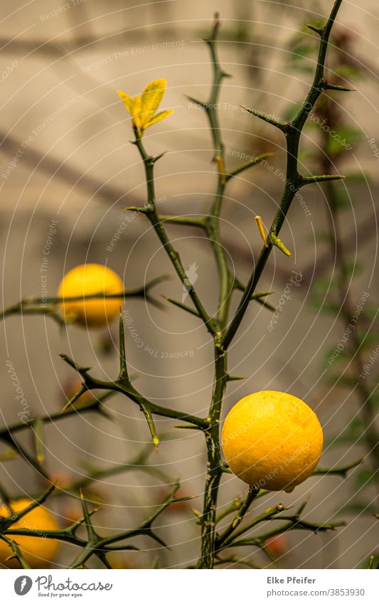 lemon Lemon Citrus fruits Lemon yellow Lemon tree Plant Fruity