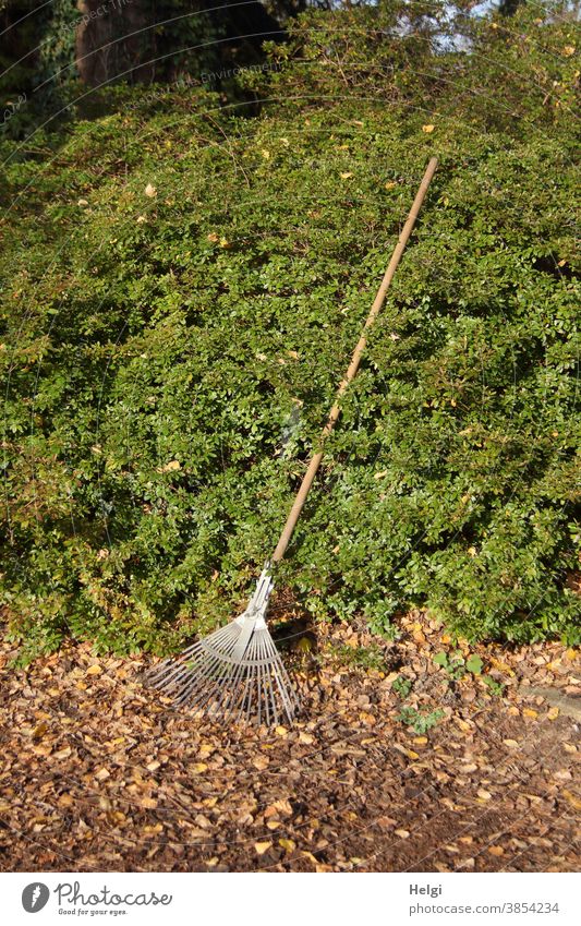 waiting to be used - leaf rake leaning against a green hedge, ready to rake away the leaves on the ground Rake deciduous rake broom Autumn foliage
