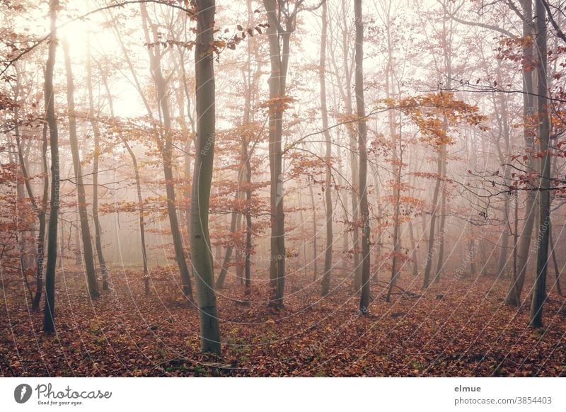 Autumnal beech forest in fog Forest Deciduous tree Beech tree Leaf Beech wood Tree Nature Fog Misty atmosphere Light Tree trunk Wood Environment Brown foggy