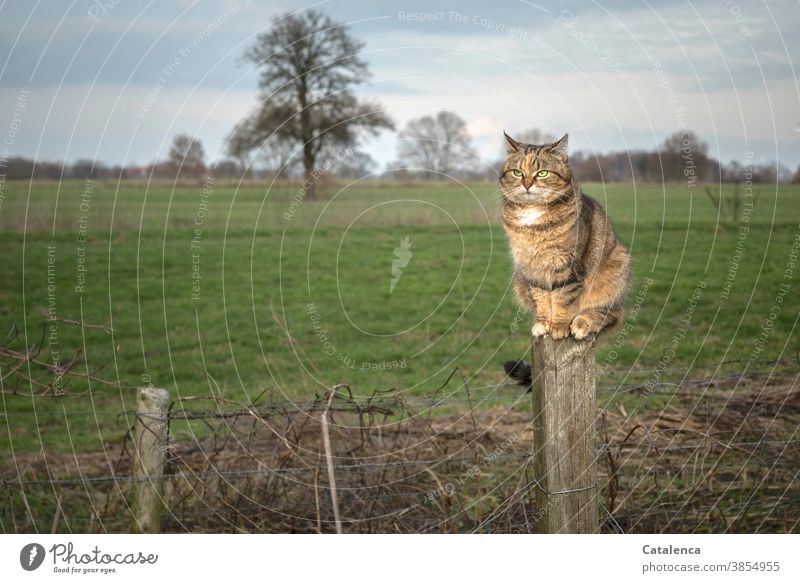 The tabby cat on the fence post overlooks its hunting ground fauna flora Animal Pet mackerelled Cat Observe Climbing Calm Sit Plant Grass Tree Meadow Winter Sky