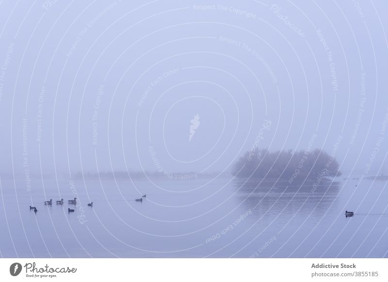 Ducks on a lake in a myst morning in winter fog foggy landscape misty mysterious mystery nobody travel nature wetlands lagoon lagoons island horizon minimal