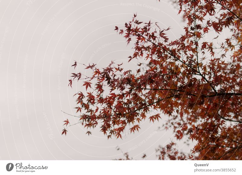 Red fan maple leaves in autumn with grey sky Autumn Fan Maple Maple tree October November Moody Tree Sky Gray Nature Leaf Seasons To fall background Brown
