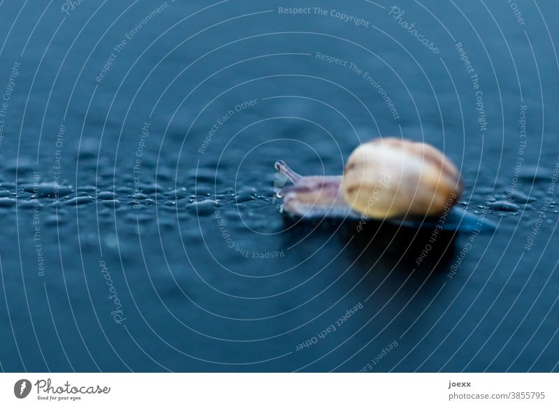 Baby snail with snail shell crawls on wet surface, shallow depth of field escargot Crumpet Small Diminutive Snail shell macro Drops of water Nature Animal