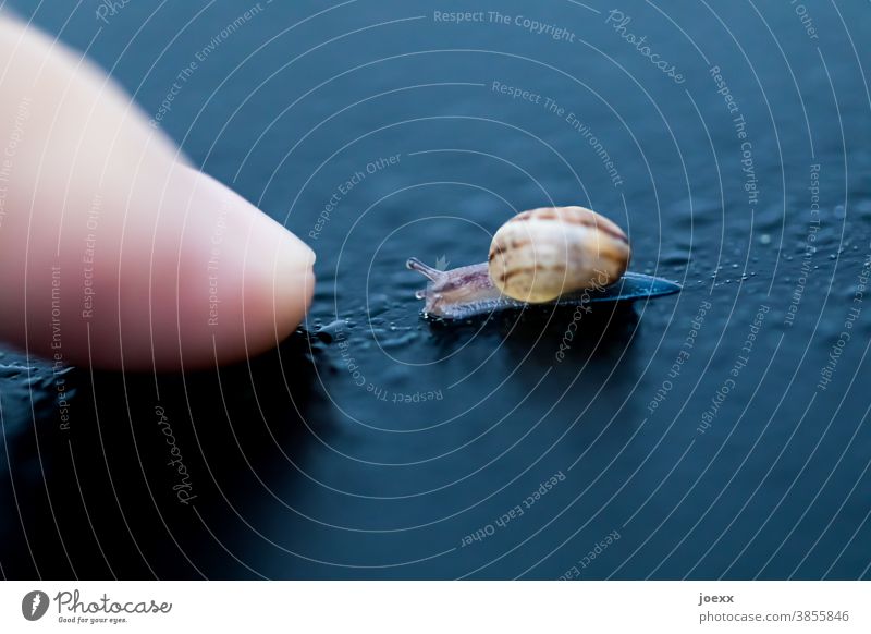 baby snail with snail shell crawls towards fingers on wet surface, shallow depth of field obstacle off escargot Small Snail shell Diminutive sluggishness Baby