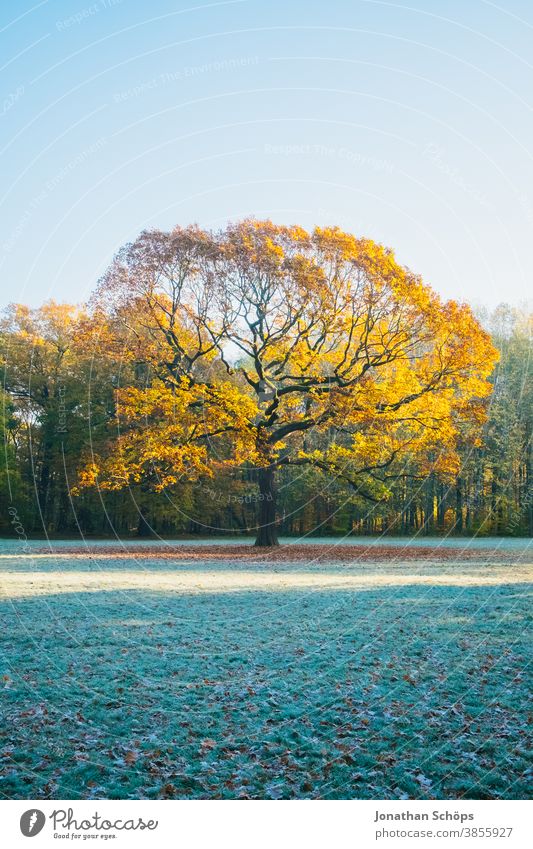 Beautiful old oak tree on a meadow in the woods with sun and frost Chemnitz Germany Küchwald November autumn background autumn colors autumn forest