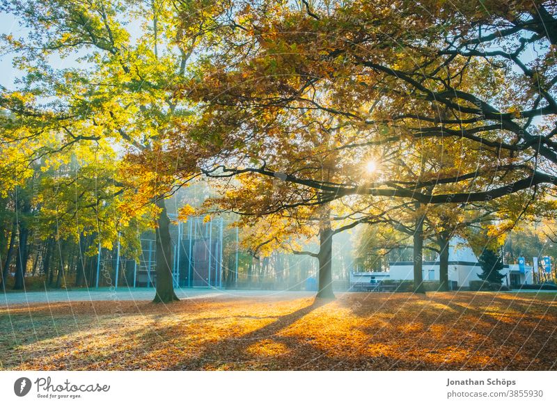 Beautiful trees on a meadow in the woods with sun and frost Chemnitz Germany Kosmonautenzentrum Sigmund Jähn Küchwald November autumn background autumn colors