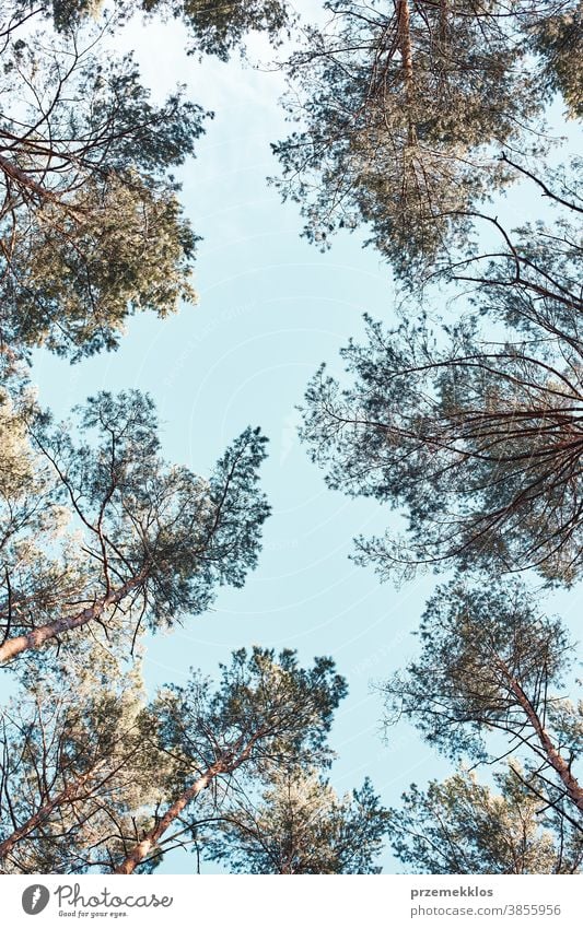 Top of the trees over blue sky view from ground background beauty branch copy space ecology environment foliage forest green grow growth natural nature