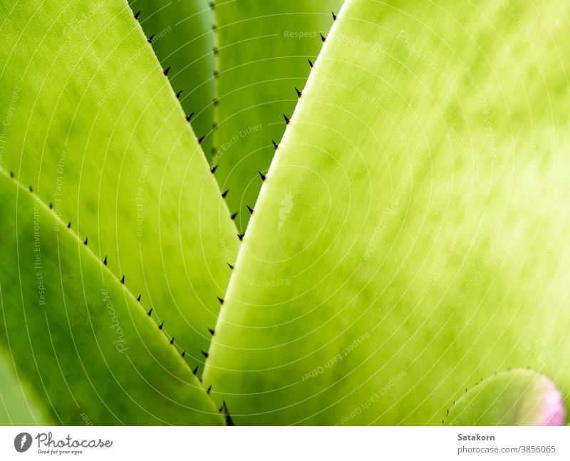 Detail texture and thorns at the edge of the Bromeliad leaves background green plant bromeliad garden nature tropical flora botanical leaf macro closeup natural