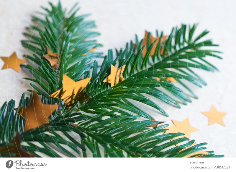 fir branch with stars Fir tree Fir branch fir needles fir tree Fragrance Christmas & Advent Decoration Christmas tree Winter Green Tradition