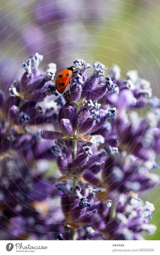 A red ladybird with three black dots on the side crawls over lavender flowers Ladybird Lavender Beetle insects Animal points Red purple Violet Blossom Happy