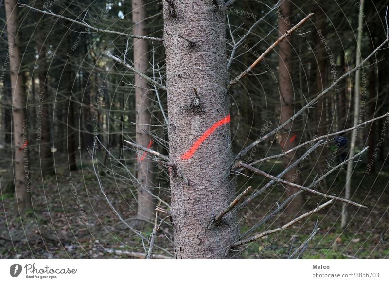 Sick trees are marked with paint and must be cut down background bark brown chop cutted deforestation ecology ecosystem environment illness industry marks