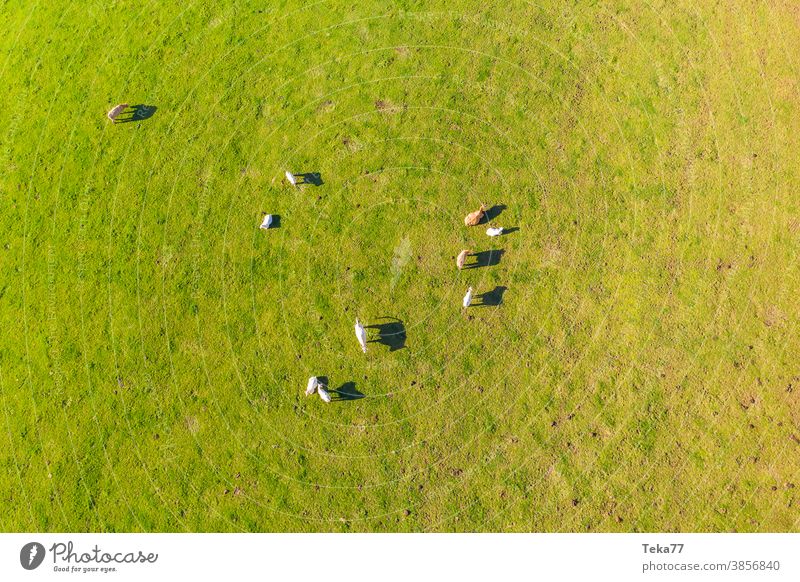 a flock of cows on a meadow from above animal green yellow farm animals field milk meat farm animals from above cows from above