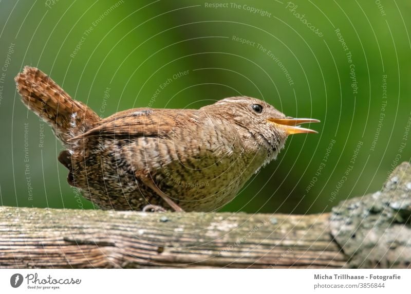 Singing Wren wren Troglodytes troglodytes troglodytes Bird Head Beak Eyes Feather Plumed Claw Grand piano Animal face Tree Twigs and branches Wild animal