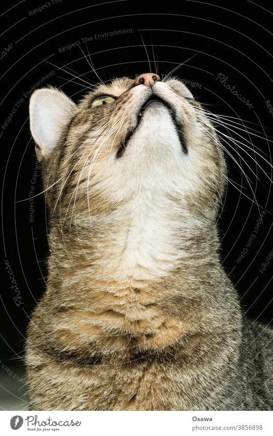 Cat looks up at the countdown Pet Neck Pelt Animal