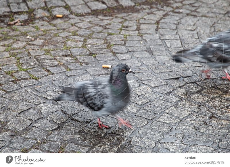 Grey doves dance over cobblestones, cigarette butts lie in the background Pigeon Paving stone Bird Movement blurred Animal Gray Cigarette Butt motion blur