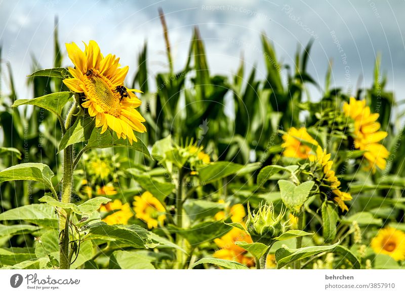 SUN'(tags)FLOWERS sunshine Hope Meadow Close-up Sunflower Pollen pretty Landscape Garden Splendid Sunlight pollen Warmth Environment Blossom leave luminescent