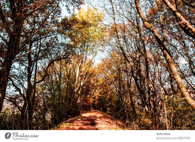 autumn Leaf canopy pretty Branches and twigs autumn walk autumn mood Autumnal leaves Automn wood Autumnal colours Autumnal weather Idyll Autumnal landscape