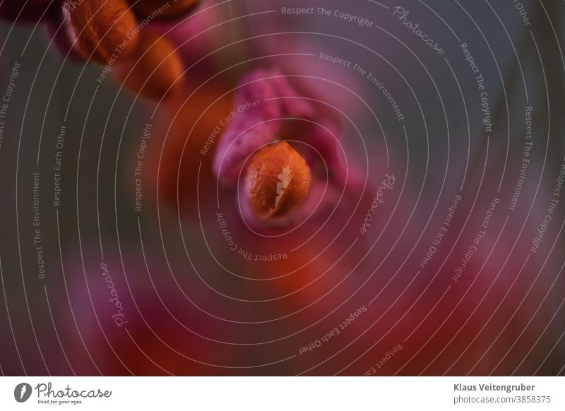 Light pink and orange seeds of Euonymus verrucosa at dusk, close-up Pink Orange Twilight Close-up close up blurriness Macro (Extreme close-up) Plant Sámen