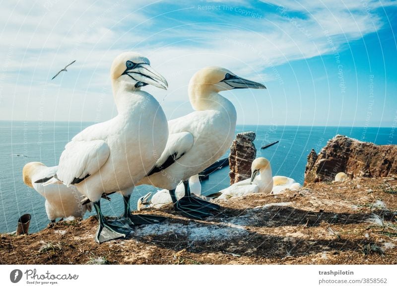 2 Boobies in front of the Tall Anna on Helgoland Heligoland Bird cliffs North Sea German island Summer vacation in germany Island Colour photo coast Nature