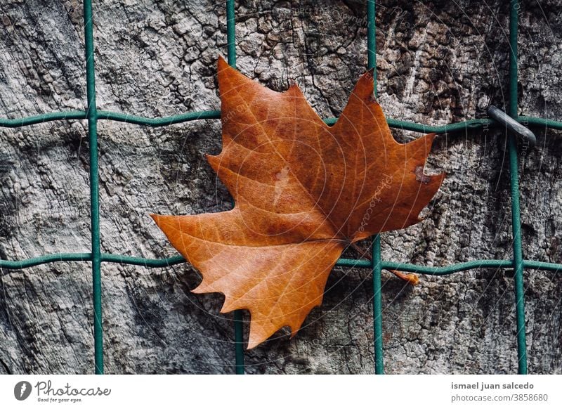 brown maple leaf on the metallic fence in autumn season, autumn leaves and autumn colors wire fence dry dry leaf falling leaves nature change Autumnal