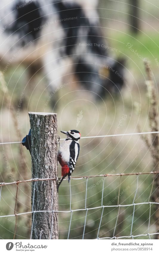 Woodpecker at spell Fence Bird Spotted woodpecker red woodpecker Flying Animal Colour photo Exterior shot Nature Animal portrait Close-up Day Wild animal
