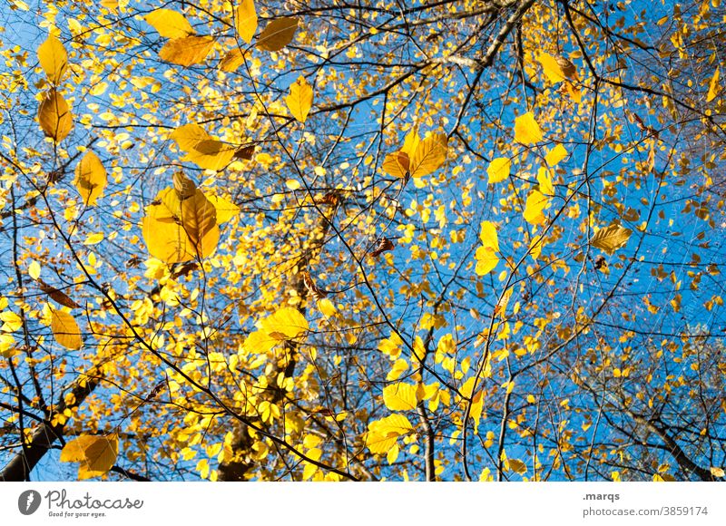 A Saturday in autumn Leaf Yellow Cloudless sky Beautiful weather Autumn Branch Transience Nature Many Under Bright Colours Sense of Autumn foliage