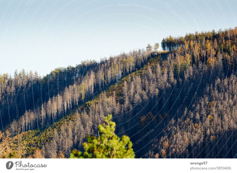 View of a slope in the Ilse valley with strips of dying spruce and strips of already afforested forest Landscape Harz Ilsetal Forest spruces dead Bark-beetle