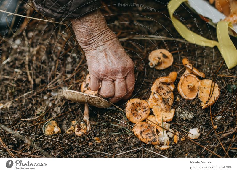 Close up hand picking mushrooms Edible edible mushroom Mushroom Fresh freshness Forest Hand Environment Delicious Day Nutrition Food edible mushrooms