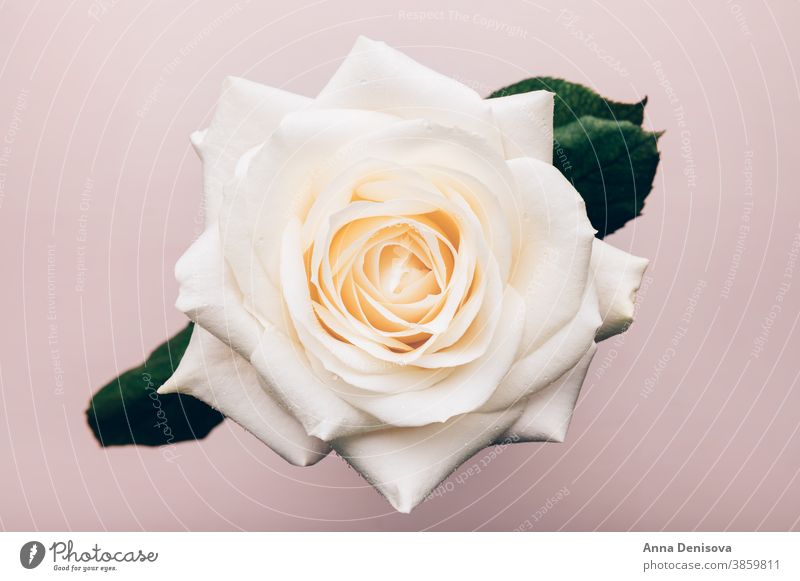 white rose desktop wallpaper