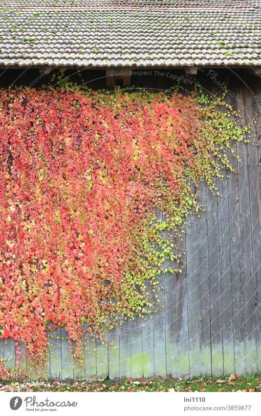 wild wine in autumn colouring embellishes weathered wooden wall of a shed Autumn Autumnal colours Virginia Creeper creeper maiden vine