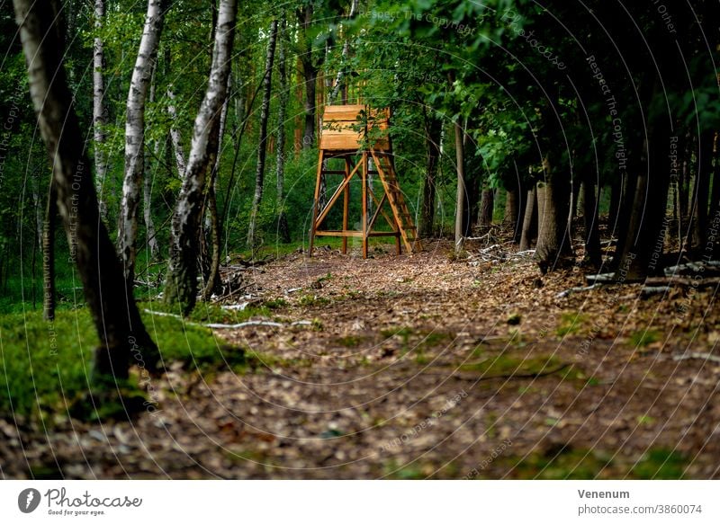 HIGHSTAND in a mixed forest in Germany, selective sharpness Hunting lodge Hunter Perches Nature Meadow Tree trees high level Hunting Blind Stag stand Forest