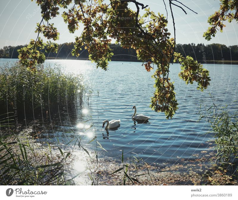 couple's therapy Swan Wild animal Pair of animals 2 Deserted Light Animal portrait Dreamily Sunlight Landscape Mysterious Panorama (View) Long shot Contrast