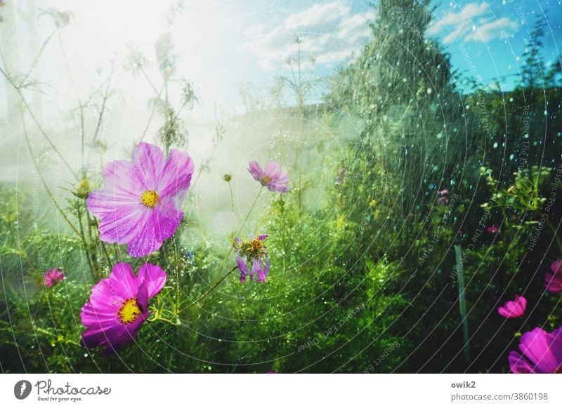 In one pour Idyll Landscape Beautiful weather Blossoming Movement Bright Wild plant Cosmea flower Light Shallow depth of field Detail Illuminate Environment