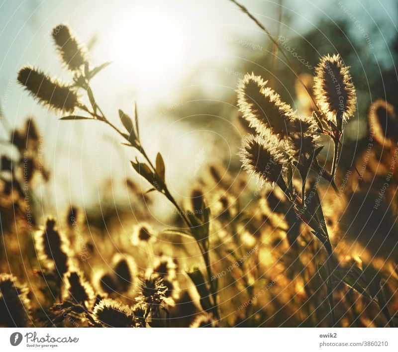Warm evening Wild plant shimmering warm colors Light (Natural Phenomenon) Idyll reddish light Detail Colour photo Blade of grass Sunlight Copy Space top