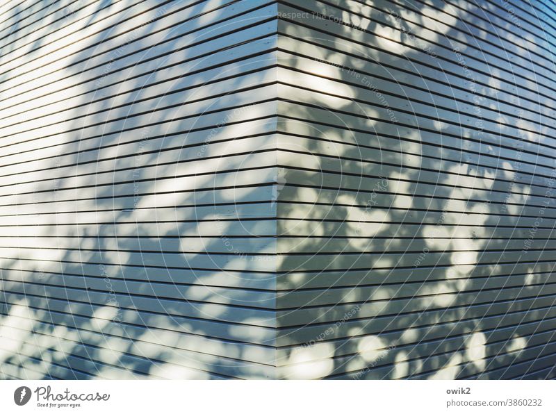 symmetry Facade Wall (building) Central perspective Corner house corner Sunlight Shadow Shade of a tree lines Abstract Structures and shapes Exterior shot