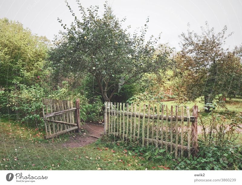 old garden Exterior shot Colour photo Garden Beautiful weather Bushes Grass Tree Foliage plant Goal Entrance Lanes & trails Sky Plant Growth Green Wood Idyll