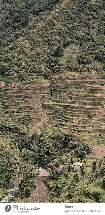 terrace   field for  coultivation of rice banaue philippines mountain nature ifugao asia landscape travel agriculture valley black farm vietnam food china asian