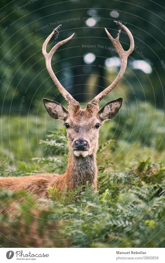 deer photography animal - a Royalty Free Stock Photo from Photocase