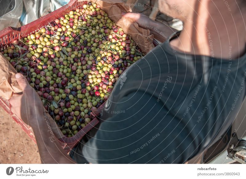 Close up branch of olives tree and black ripe olives - a Royalty Free Stock  Photo from Photocase