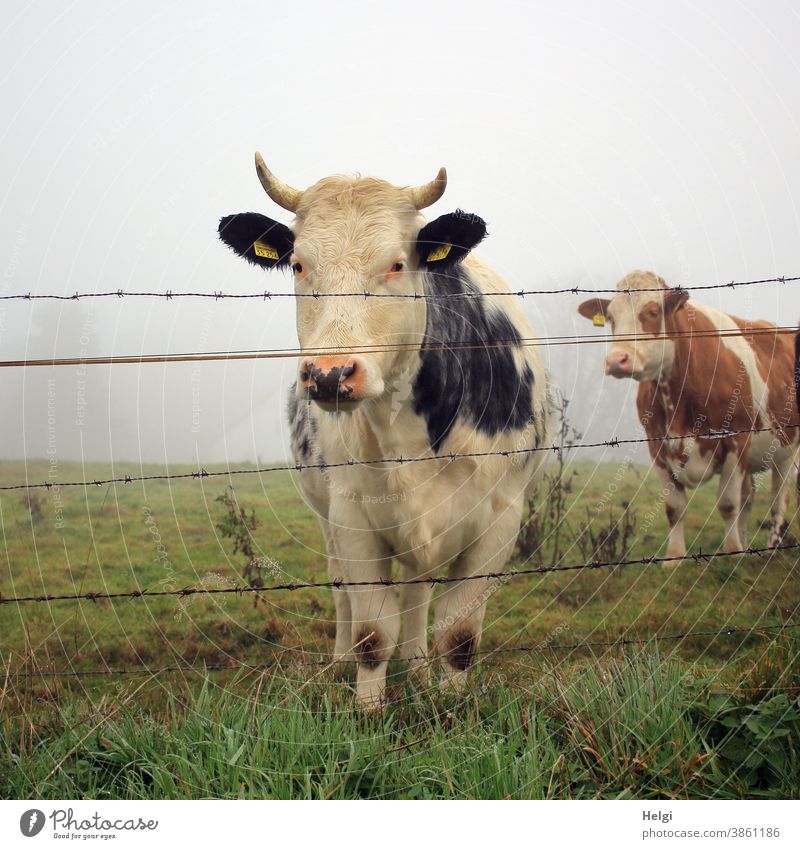 curious - two cows stand in the morning mist on a pasture behind the fence and look curiously at the photographer Cow Animal Cattle Meadow Willow tree Fence
