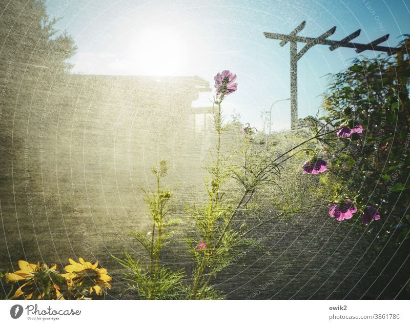 drizzle Garden Water Drops of water Rain Wet Damp Plant Shower Cast Spring Close-up Light (Natural Phenomenon) Exterior shot Mysterious Growth
