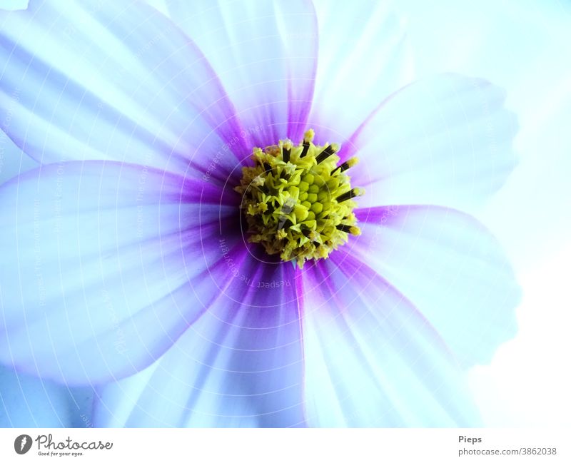 White Cosmea blossom with purple accents Blossom Flower Detail Nature Blossom leave Plant Cosmos Transience delicate colours Birthday Gift Romance Summer