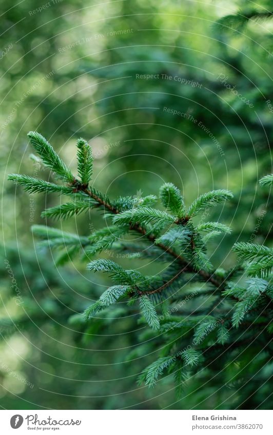 Green natural background. Branches with young spruce shoots on a green blurred background. nature spruce branch fir forest christmas tree conifer coniferous