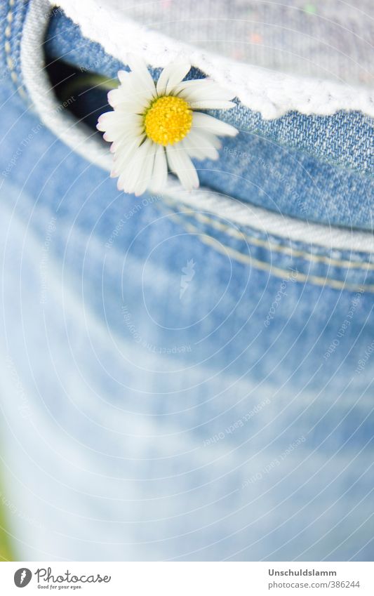 lucky charm Birthday Nature Plant Spring Summer Flower Blossom Wild plant Daisy Clothing Jeans Trouser pocket Happiness Fresh Bright Small Beautiful Blue Yellow