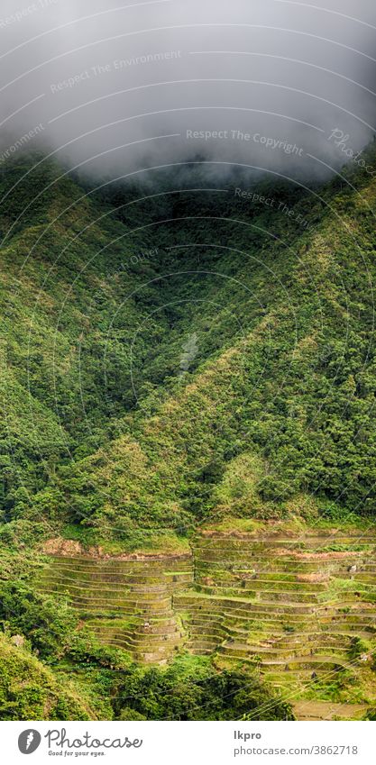 terrace   field for  coultivation of rice banaue philippines mountain nature ifugao asia landscape travel agriculture valley black farm vietnam food china asian