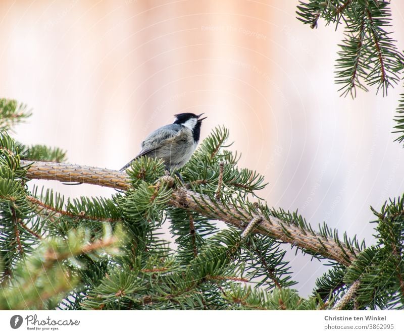 Fir tit sits on the branch of a fir tree and sings Fir-tree tit Parus Ater Sing songbird Wild bird Bird Nature Animal Small 1 Animal portrait Wild animal