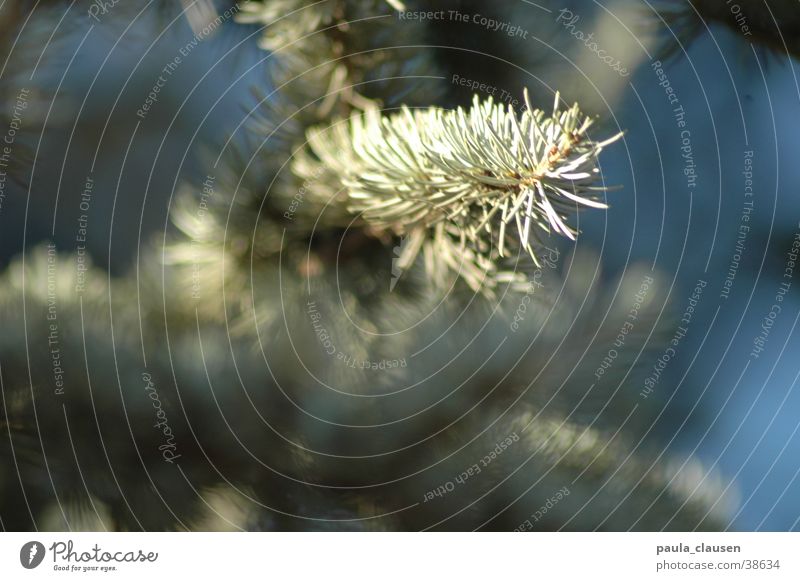 conifer Coniferous trees Tree Winter Ice Twig depth blur Fir needle